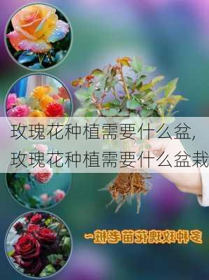 玫瑰花种植需要什么盆,玫瑰花种植需要什么盆栽