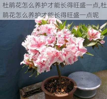 杜鹃花怎么养护才能长得旺盛一点,杜鹃花怎么养护才能长得旺盛一点呢