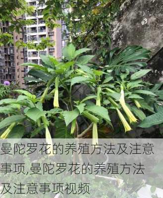 曼陀罗花的养殖方法及注意事项,曼陀罗花的养殖方法及注意事项视频