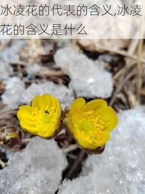 冰凌花的代表的含义,冰凌花的含义是什么