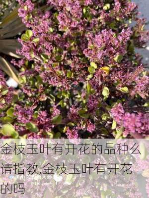 金枝玉叶有开花的品种么请指教,金枝玉叶有开花的吗