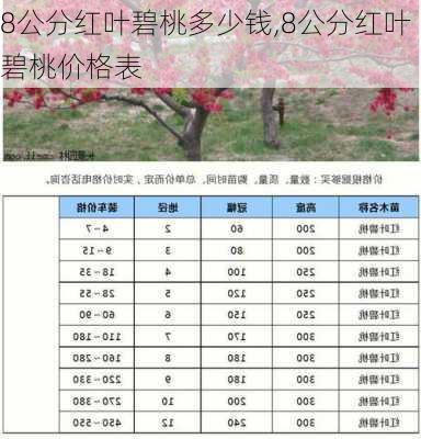 8公分红叶碧桃多少钱,8公分红叶碧桃价格表