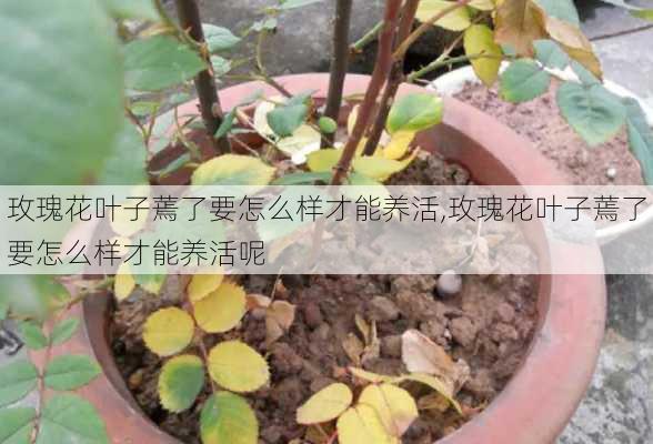 玫瑰花叶子蔫了要怎么样才能养活,玫瑰花叶子蔫了要怎么样才能养活呢