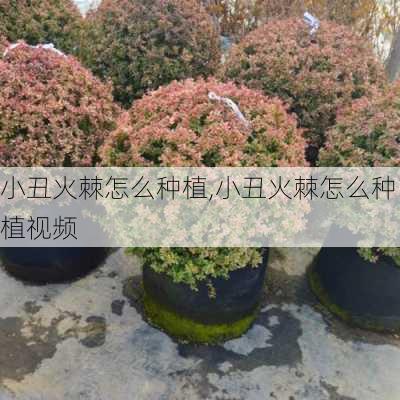 小丑火棘怎么种植,小丑火棘怎么种植视频