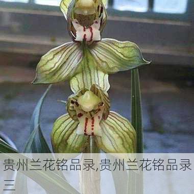 贵州兰花铭品录,贵州兰花铭品录三