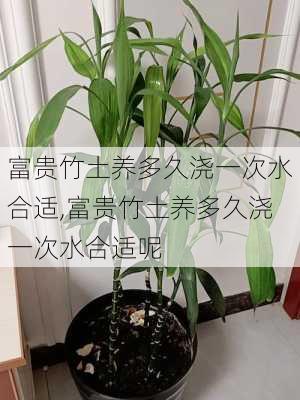 富贵竹土养多久浇一次水合适,富贵竹土养多久浇一次水合适呢