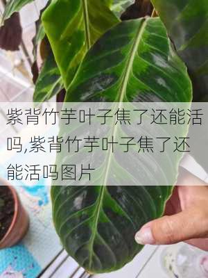 紫背竹芋叶子焦了还能活吗,紫背竹芋叶子焦了还能活吗图片