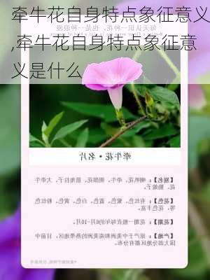 牵牛花自身特点象征意义,牵牛花自身特点象征意义是什么