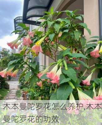 木本曼陀罗花怎么养护,木本曼陀罗花的功效