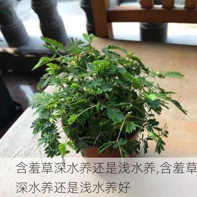 含羞草深水养还是浅水养,含羞草深水养还是浅水养好