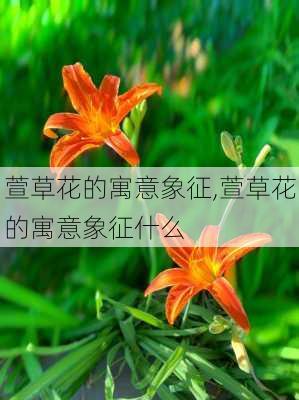 萱草花的寓意象征,萱草花的寓意象征什么