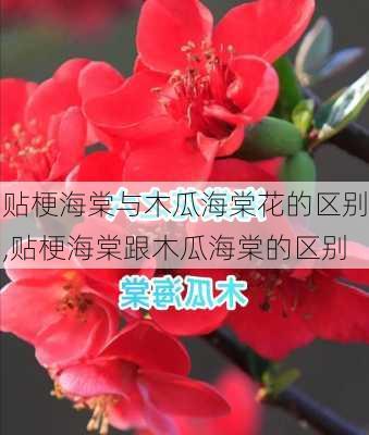 贴梗海棠与木瓜海棠花的区别,贴梗海棠跟木瓜海棠的区别