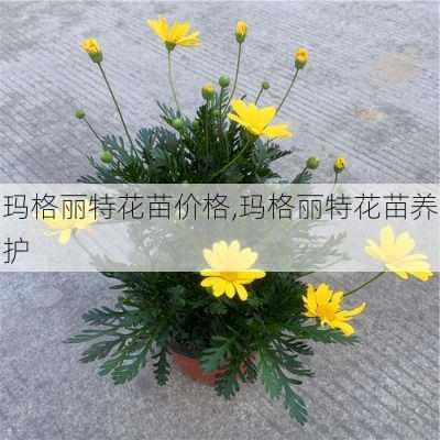 玛格丽特花苗价格,玛格丽特花苗养护