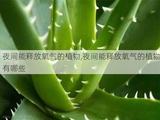 夜间能释放氧气的植物,夜间能释放氧气的植物有哪些