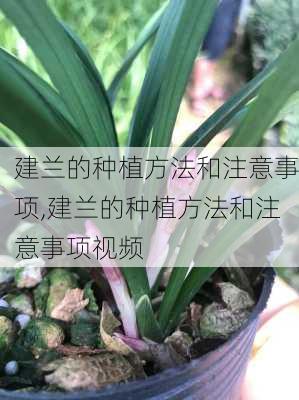 建兰的种植方法和注意事项,建兰的种植方法和注意事项视频