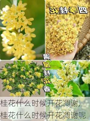 桂花什么时候开花凋谢,桂花什么时候开花凋谢呢