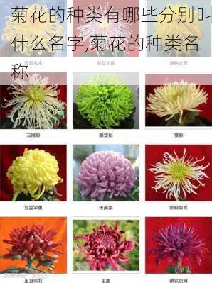 菊花的种类有哪些分别叫什么名字,菊花的种类名称