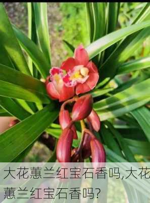 大花蕙兰红宝石香吗,大花蕙兰红宝石香吗?