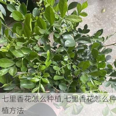 七里香花怎么种植,七里香花怎么种植方法