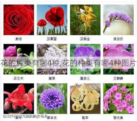 花的种类有哪4种,花的种类有哪4种图片