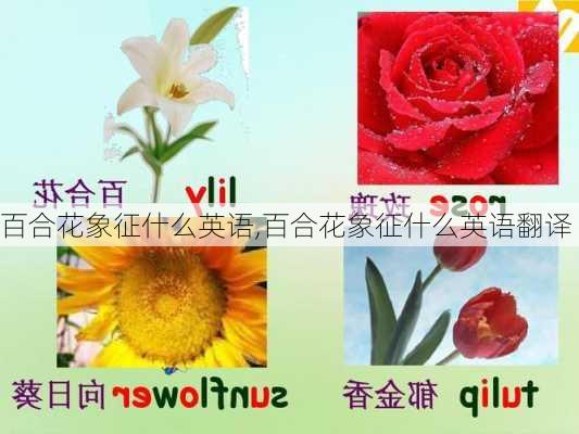 百合花象征什么英语,百合花象征什么英语翻译