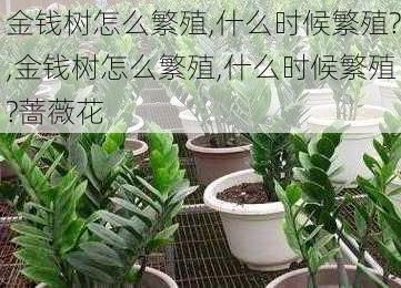 金钱树怎么繁殖,什么时候繁殖?,金钱树怎么繁殖,什么时候繁殖?蔷薇花