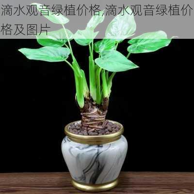 滴水观音绿植价格,滴水观音绿植价格及图片