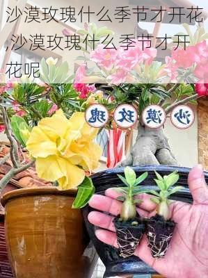 沙漠玫瑰什么季节才开花,沙漠玫瑰什么季节才开花呢