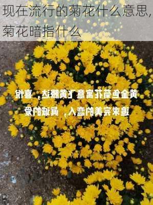 现在流行的菊花什么意思,菊花暗指什么