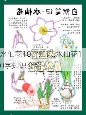 水仙花10字知识,水仙花10字知识介绍