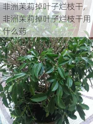 非洲茉莉掉叶子烂枝干,非洲茉莉掉叶子烂枝干用什么药