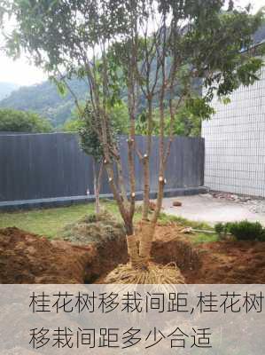 桂花树移栽间距,桂花树移栽间距多少合适