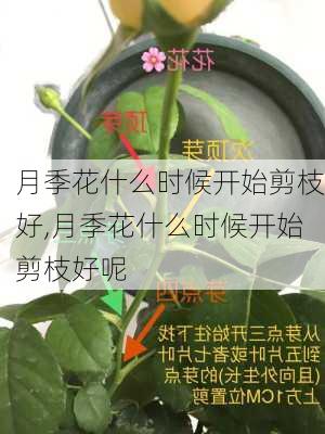 月季花什么时候开始剪枝好,月季花什么时候开始剪枝好呢