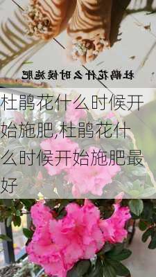 杜鹃花什么时候开始施肥,杜鹃花什么时候开始施肥最好