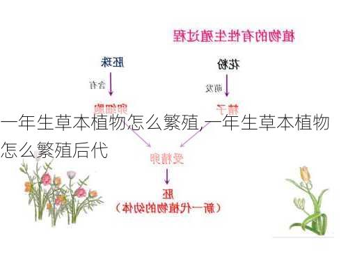 一年生草本植物怎么繁殖,一年生草本植物怎么繁殖后代