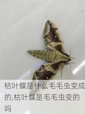 枯叶蝶是什么毛毛虫变成的,枯叶蝶是毛毛虫变的吗