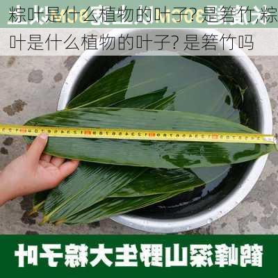 粽叶是什么植物的叶子? 是箬竹,粽叶是什么植物的叶子? 是箬竹吗