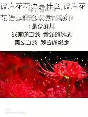 彼岸花花语是什么,彼岸花花语是什么意思 寓意