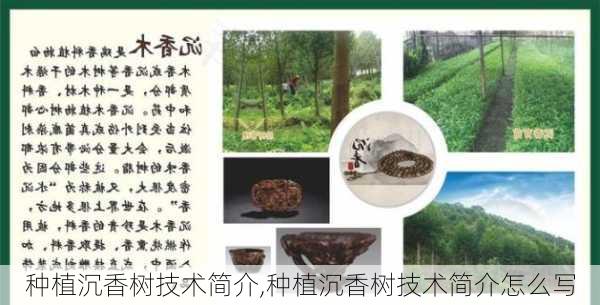 种植沉香树技术简介,种植沉香树技术简介怎么写