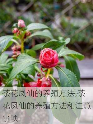 茶花凤仙的养殖方法,茶花凤仙的养殖方法和注意事项