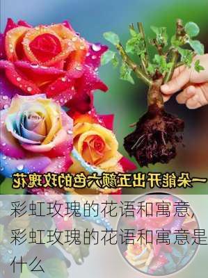 彩虹玫瑰的花语和寓意,彩虹玫瑰的花语和寓意是什么