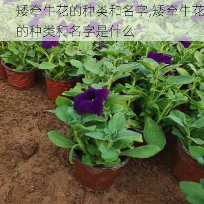 矮牵牛花的种类和名字,矮牵牛花的种类和名字是什么