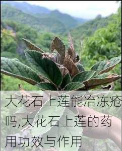 大花石上莲能冶冻疮吗,大花石上莲的药用功效与作用