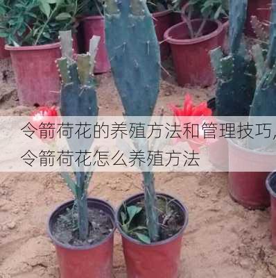 令箭荷花的养殖方法和管理技巧,令箭荷花怎么养殖方法