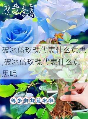 破冰蓝玫瑰代表什么意思,破冰蓝玫瑰代表什么意思呢