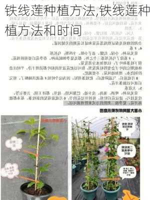 铁线莲种植方法,铁线莲种植方法和时间