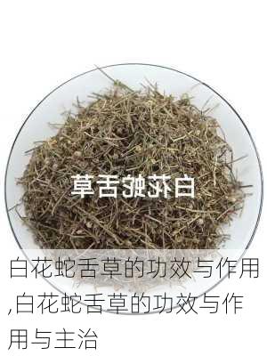 白花蛇舌草的功效与作用,白花蛇舌草的功效与作用与主治