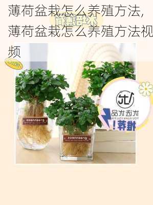 薄荷盆栽怎么养殖方法,薄荷盆栽怎么养殖方法视频