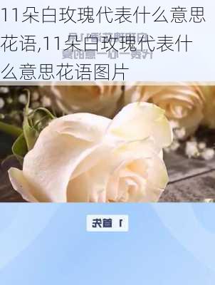 11朵白玫瑰代表什么意思花语,11朵白玫瑰代表什么意思花语图片