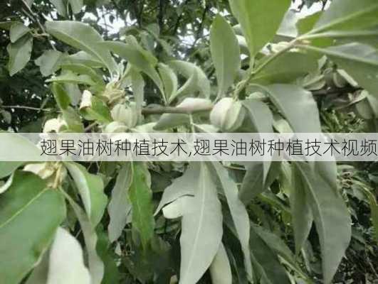 翅果油树种植技术,翅果油树种植技术视频